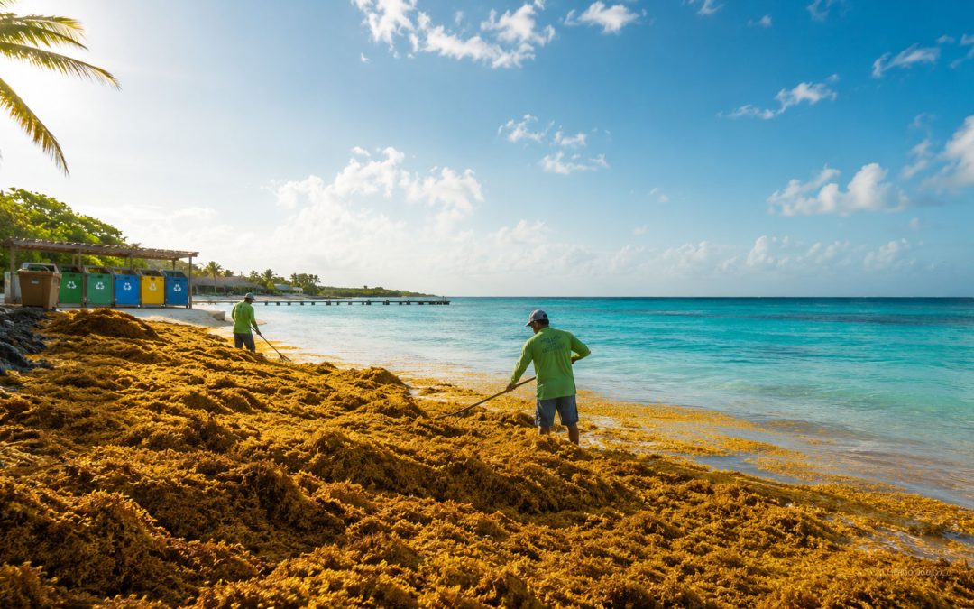 BONCIRC  –  Bonaire waste  – Sargassum