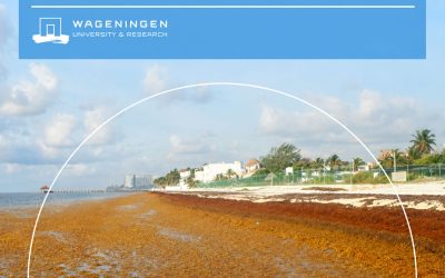 WUR Publishing: Final report Sargassum in Mexico